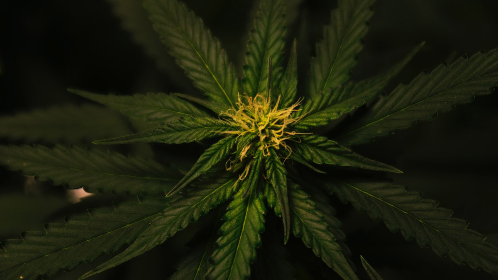 Radio Canada - Cannabis : « Pas dans mon condo »