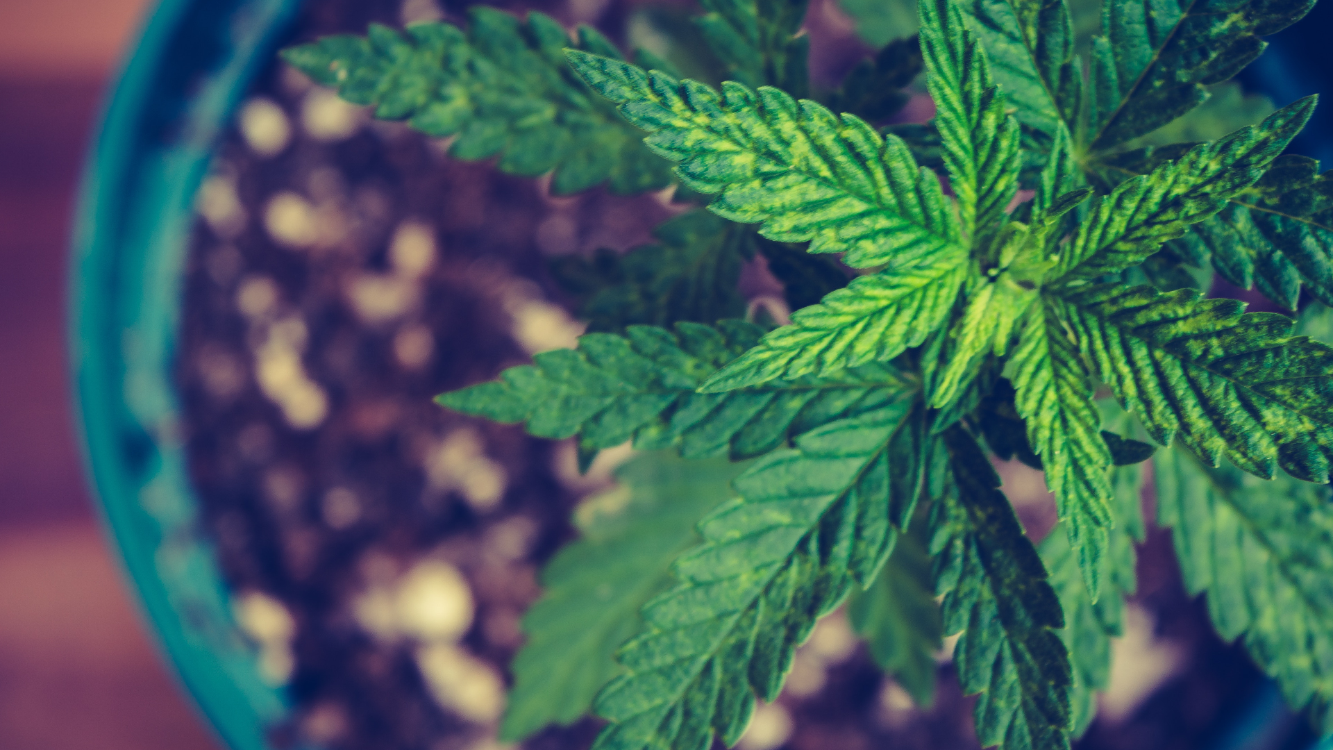 Assemblée générale des copropriétaires : que faire de la légalisation à venir du cannabis