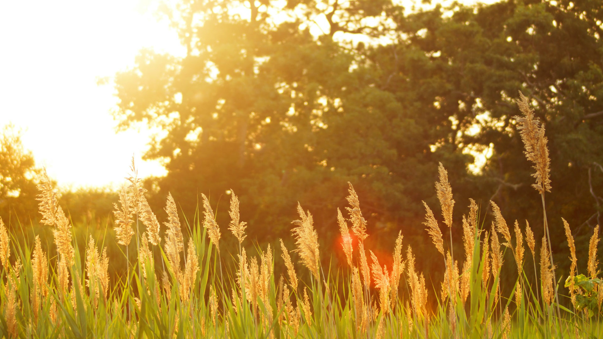 Deconfinement and You: Some Summer Considerations