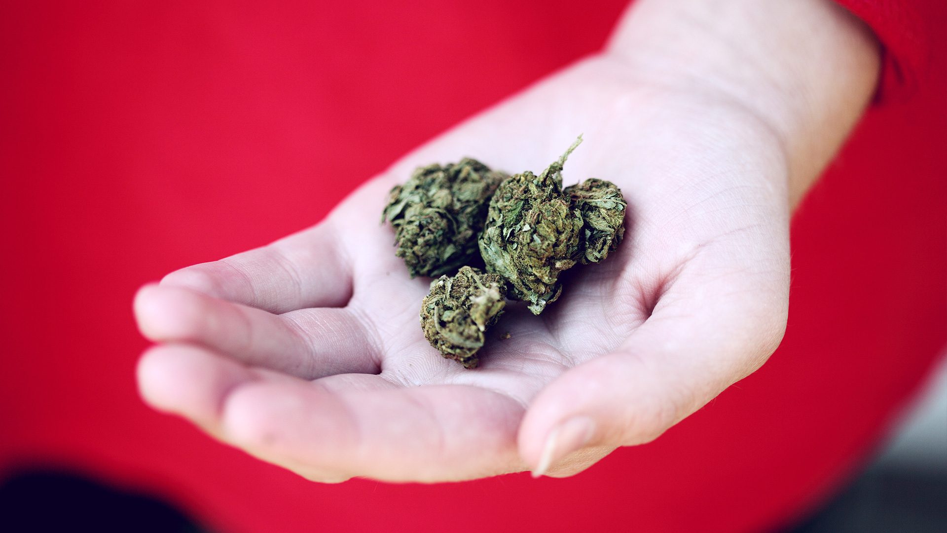 La consommation du cannabis au travail : légale ou pas?