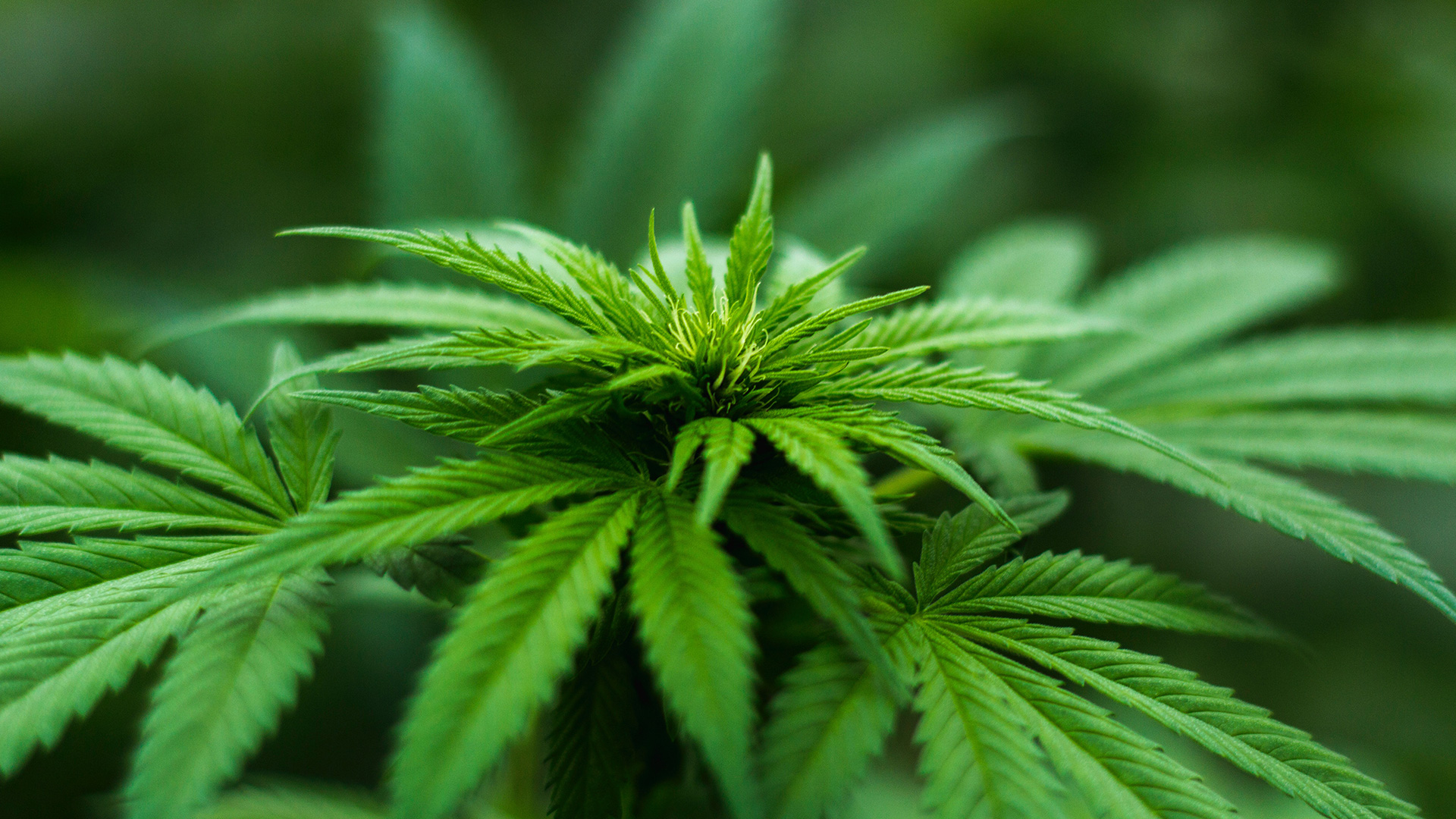 La légalisation du cannabis le 17 octobre : et la pub dans tout ça?