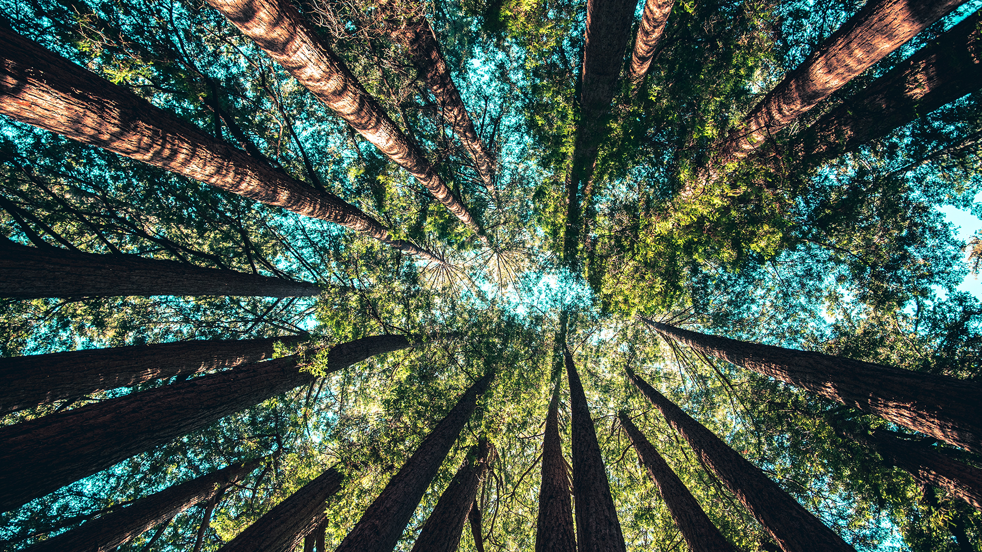 Gardez le cap… « en vert » et contre tous!